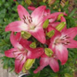 Meet your Posher, Jake